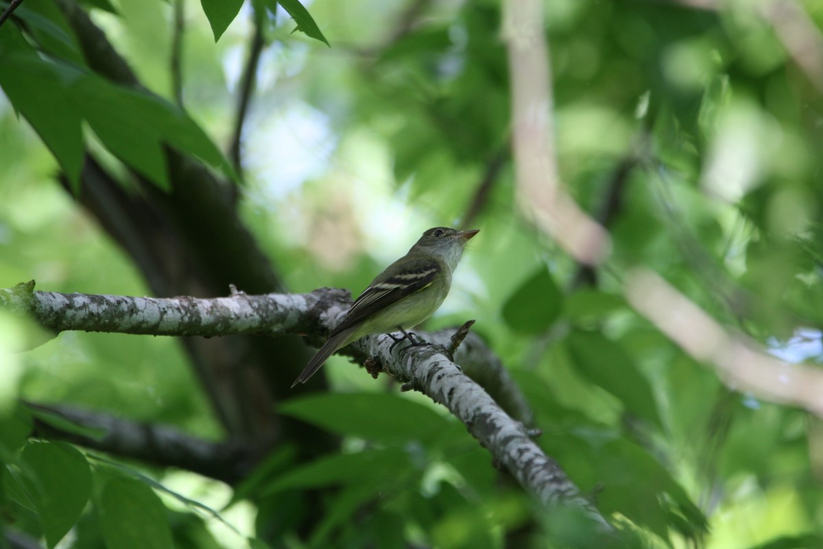 Acadian Flycatcher - ML633881290