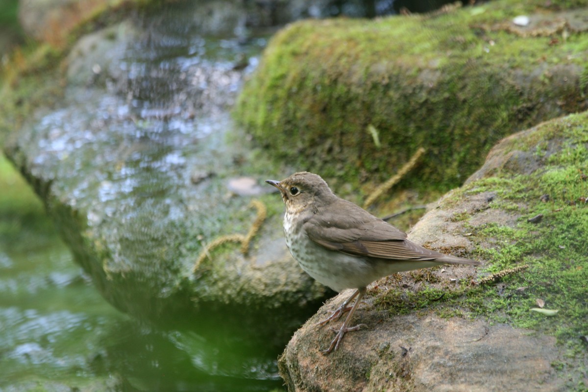 Swainson's Thrush - ML633881303