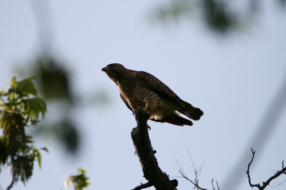 Broad-winged Hawk - ML633881314