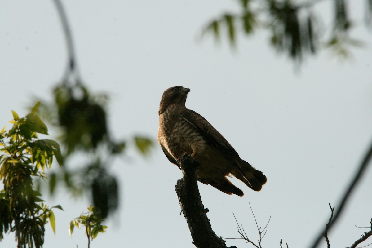 Broad-winged Hawk - ML633881315
