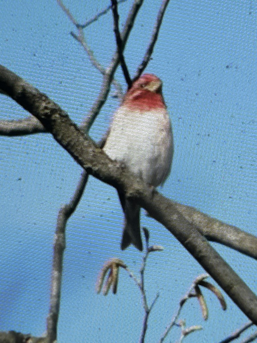 Purple Finch - ML633881319