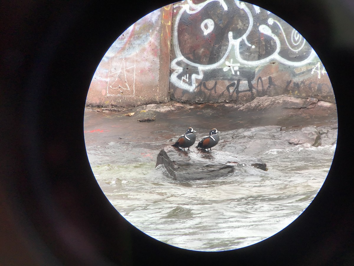 Harlequin Duck - ML633881359