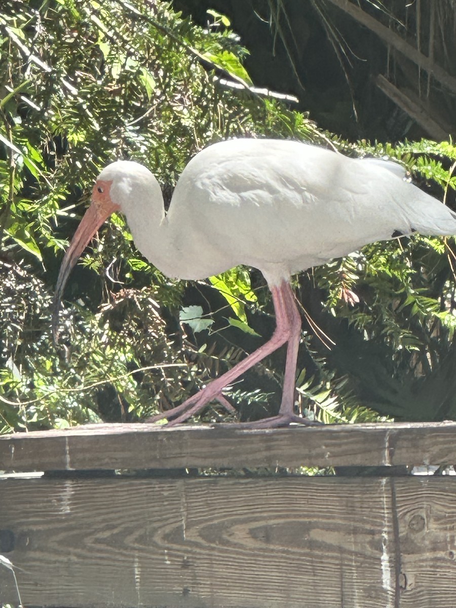 Ibis blanc - ML633881393