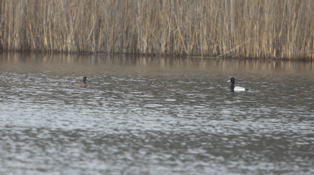 Lesser Scaup - ML633881511