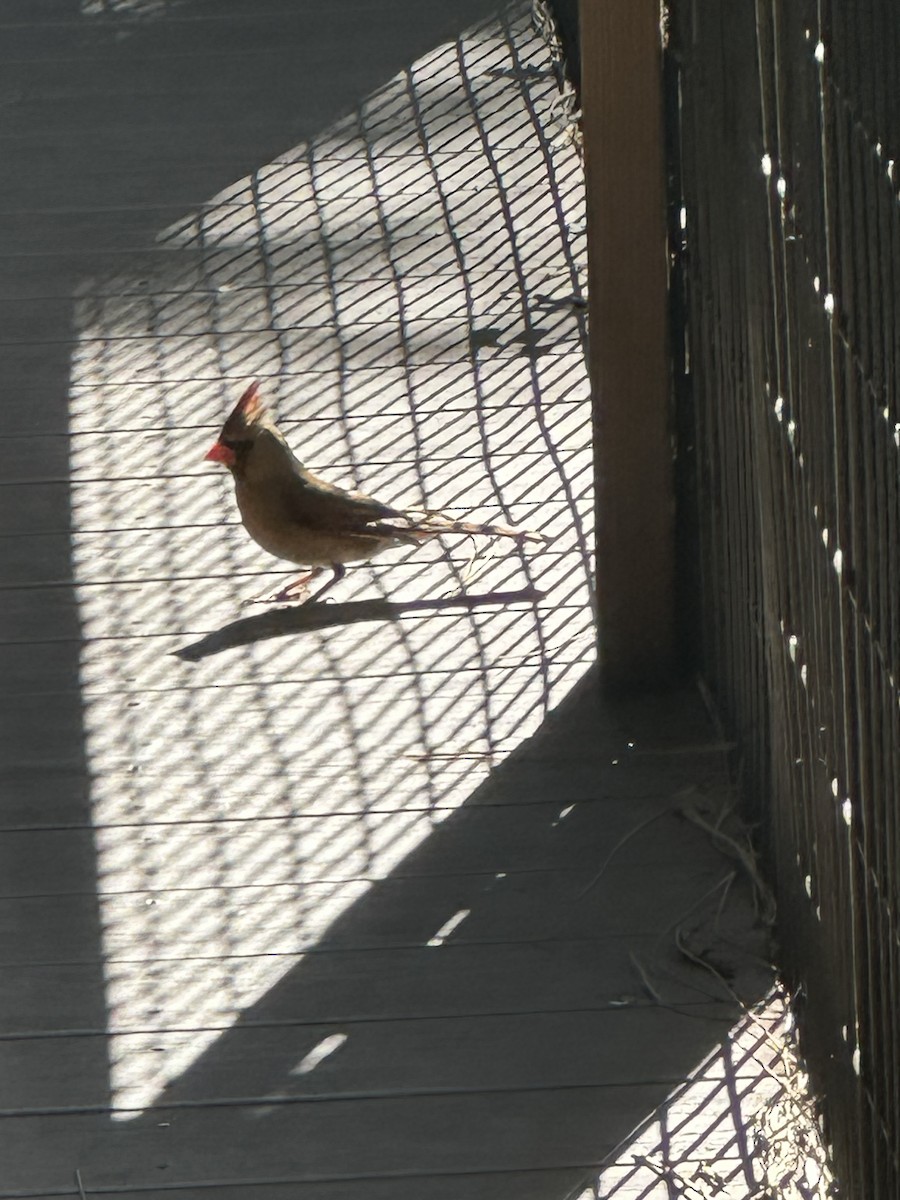 Cardinal rouge - ML633881522