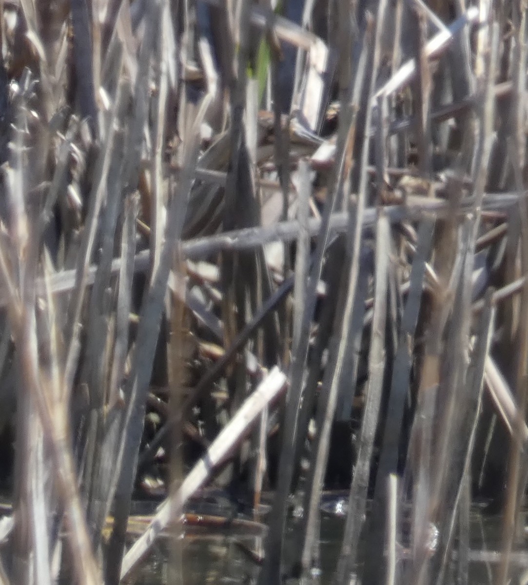 American Bittern - ML633881547