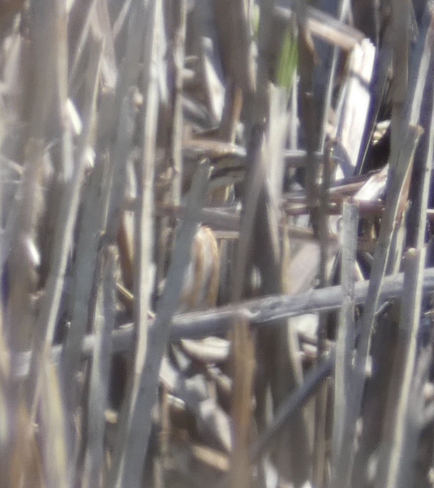 American Bittern - ML633881548