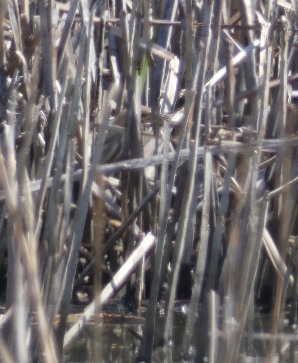 American Bittern - ML633881549
