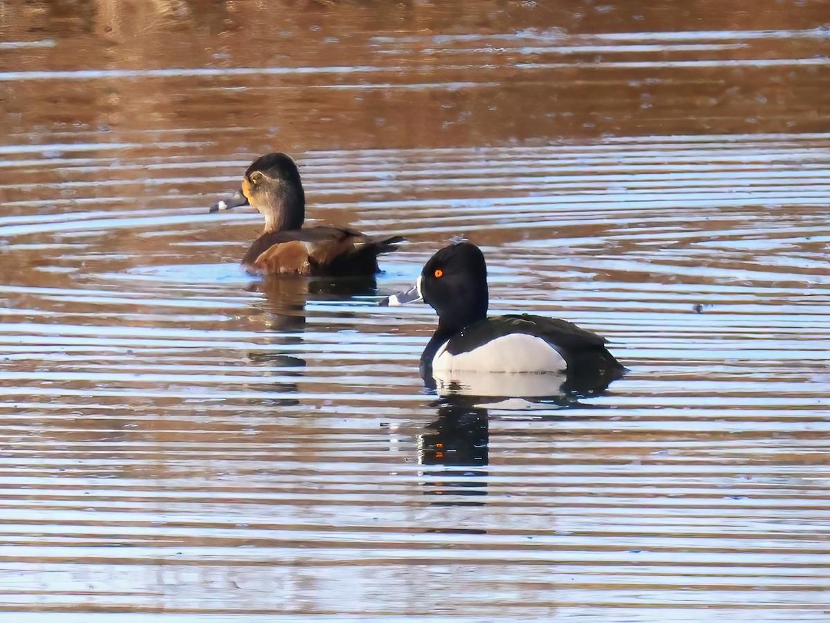 Ring-necked Duck - ML633881742