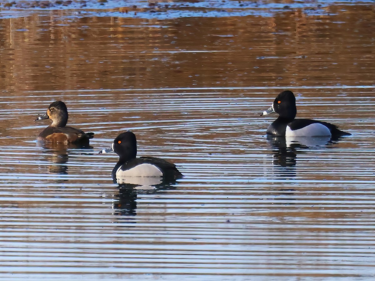 Ring-necked Duck - ML633881745