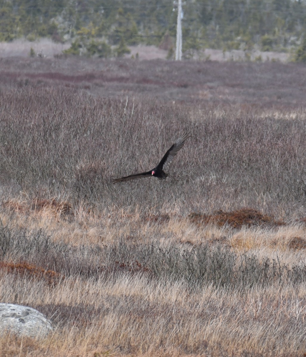 Turkey Vulture - ML633881806