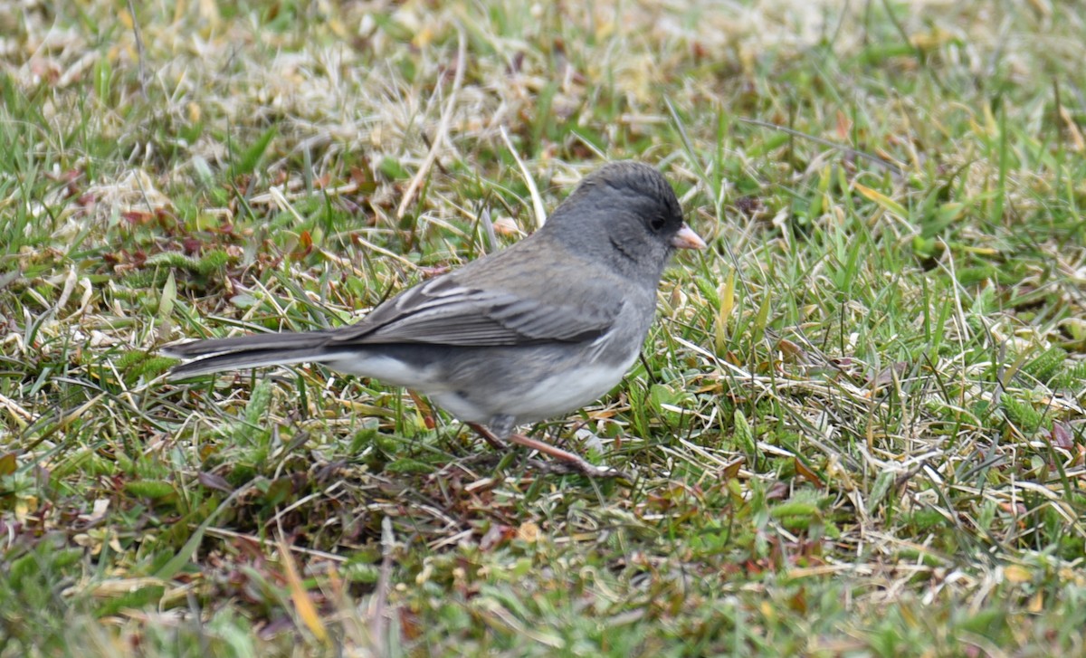 Dark-eyed Junco - ML633881824