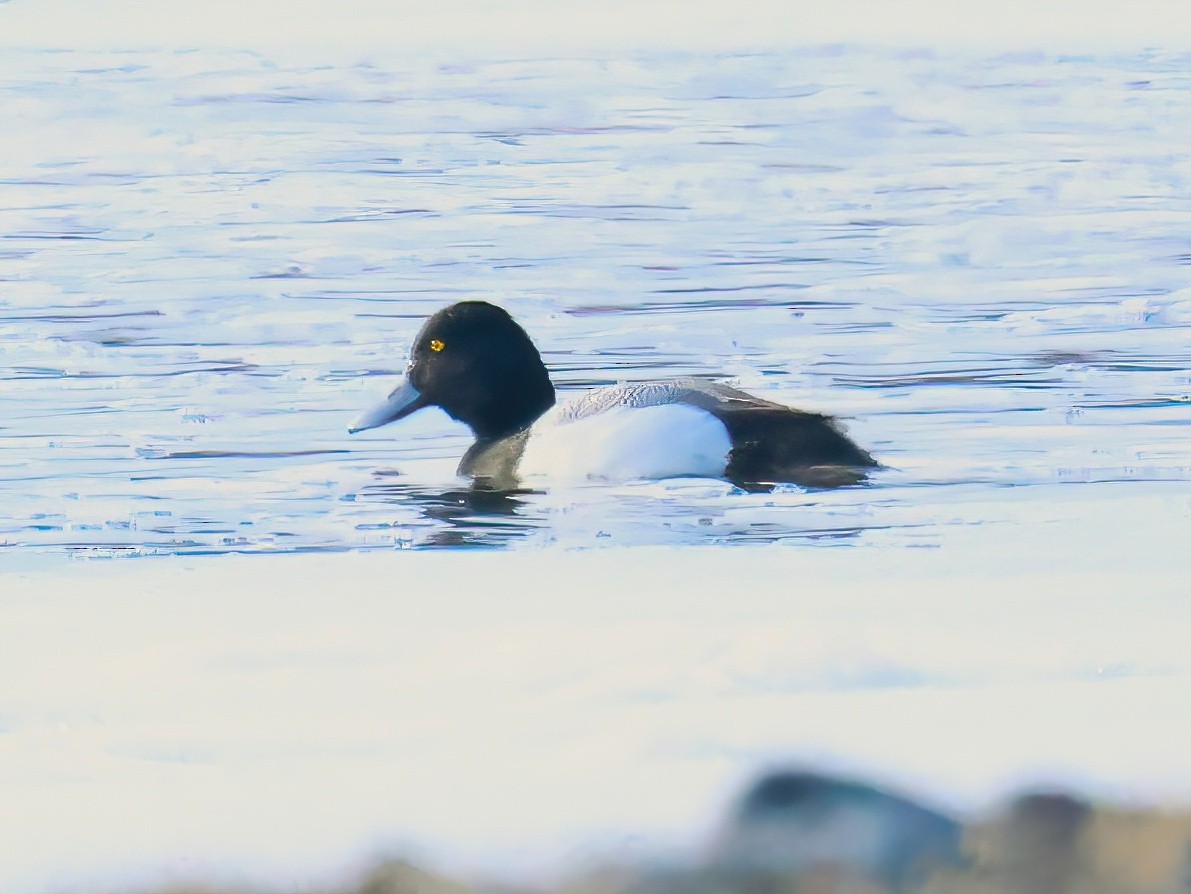 Lesser Scaup - ML633881839