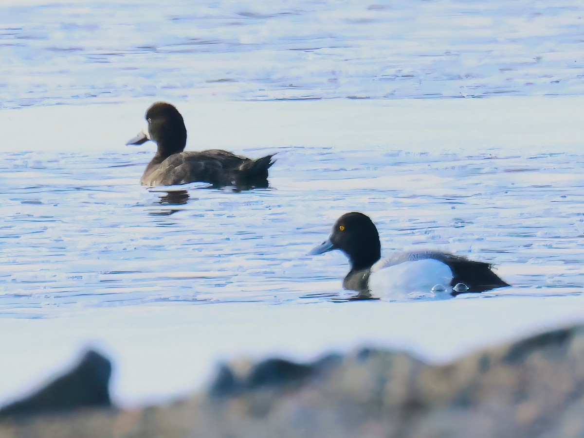 Lesser Scaup - ML633881840