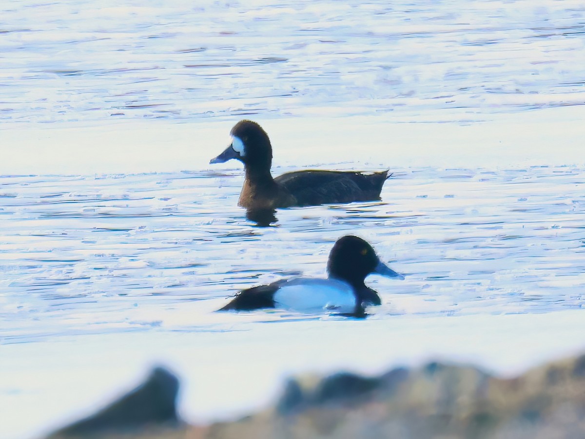 Lesser Scaup - ML633881841