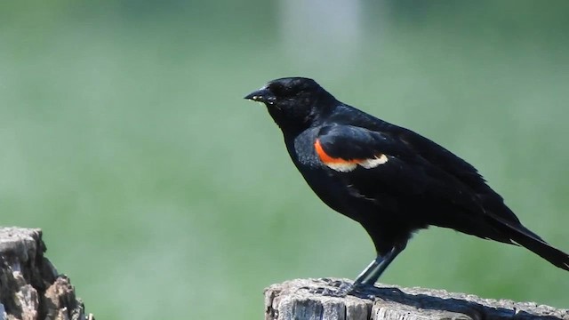 Red-winged Blackbird - ML633881844