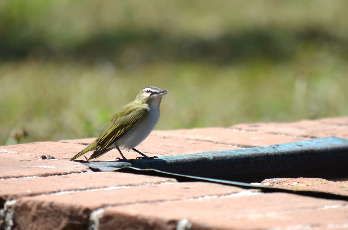 Red-eyed Vireo - ML633881914