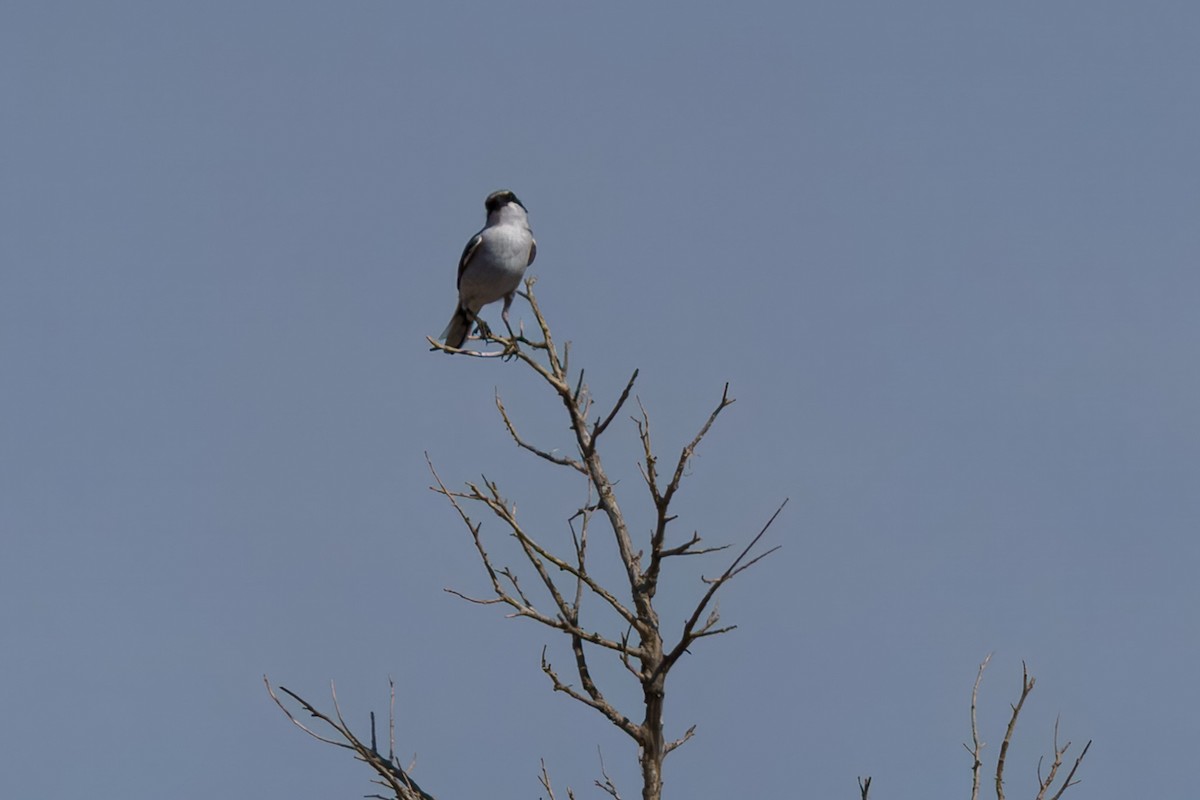 Loggerhead Shrike - ML633882102