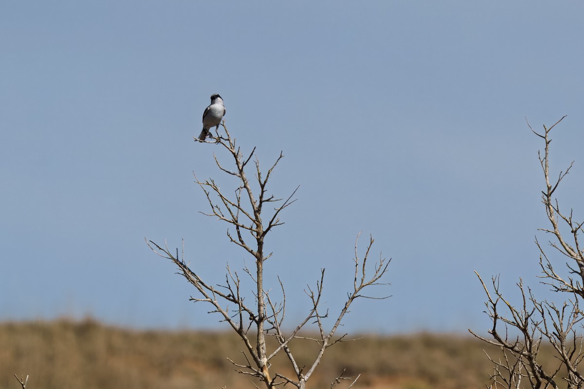 Loggerhead Shrike - ML633882103