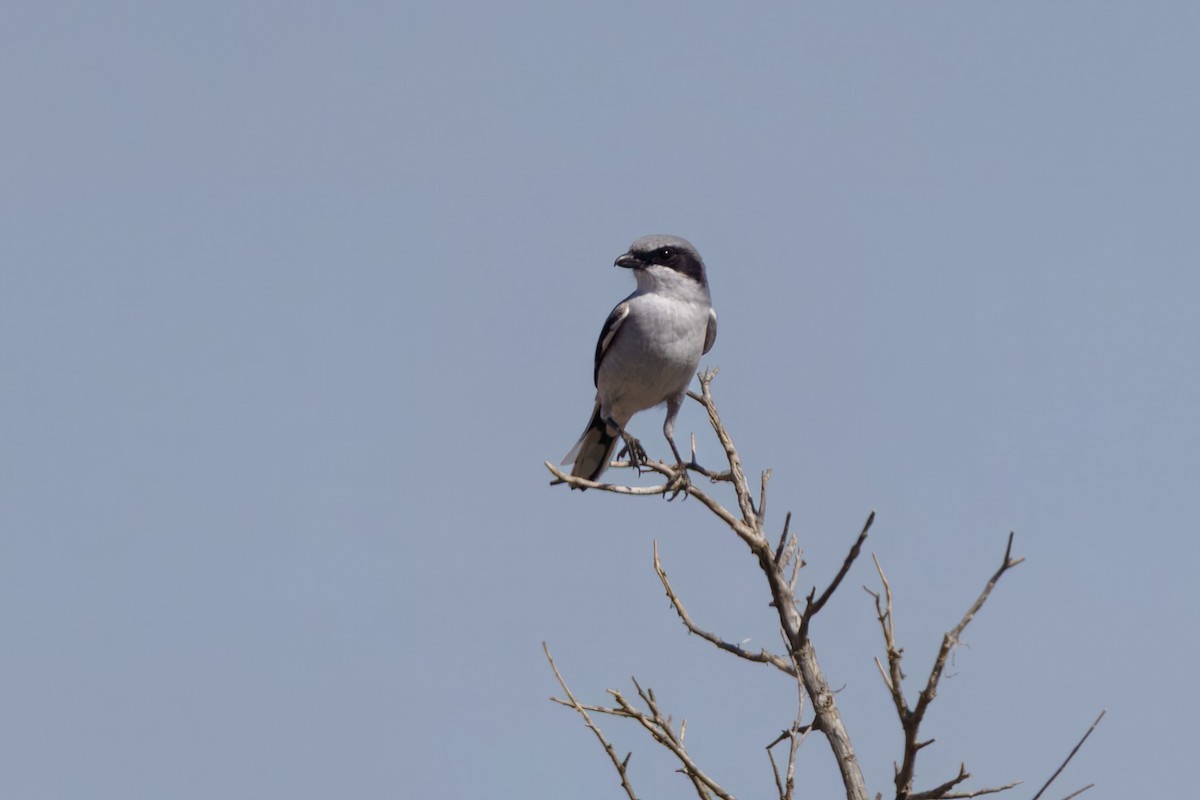 Loggerhead Shrike - ML633882104