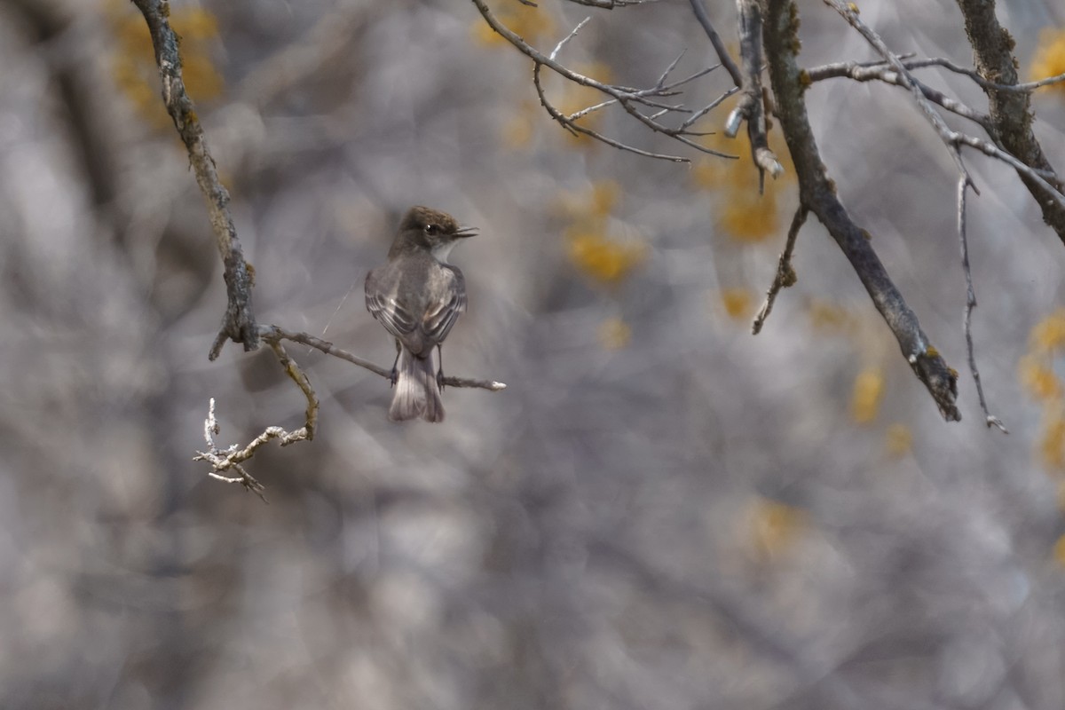 Eastern Phoebe - ML633882121
