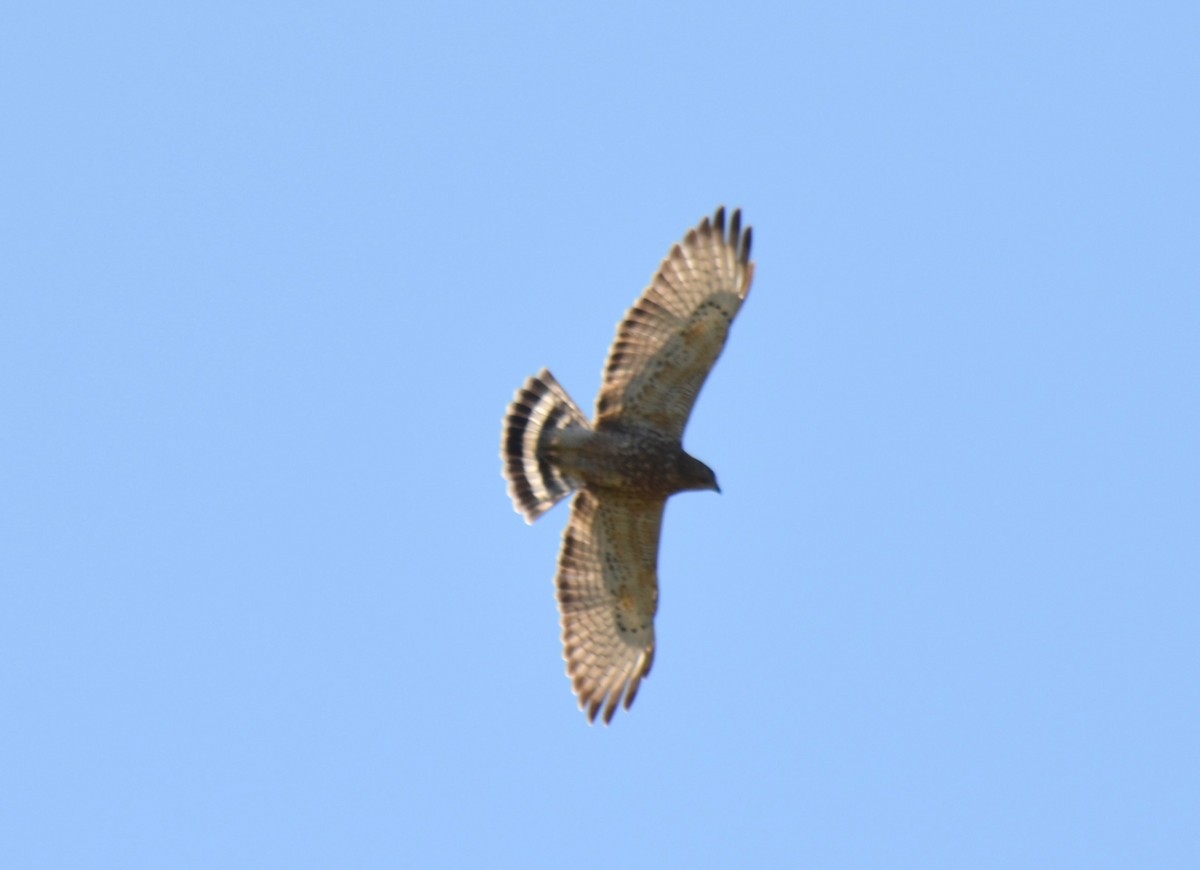 Broad-winged Hawk - ML633882245