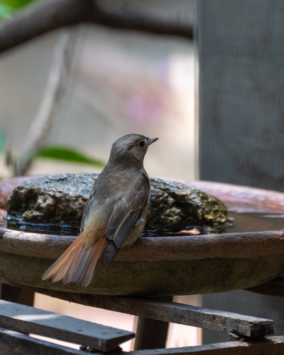 Rusty-tailed Flycatcher - ML633882252