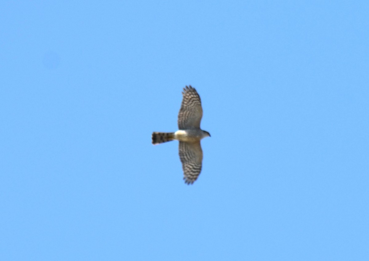 Sharp-shinned Hawk - ML633882283