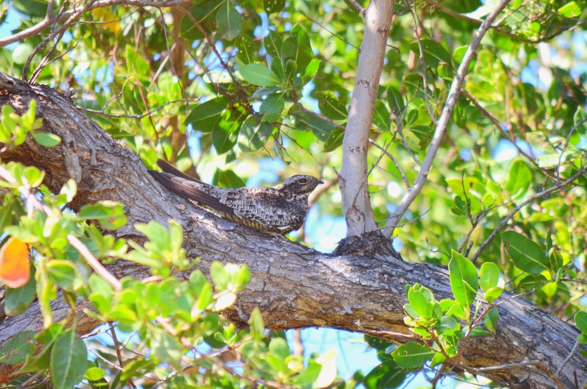 Common Nighthawk - ML633882318