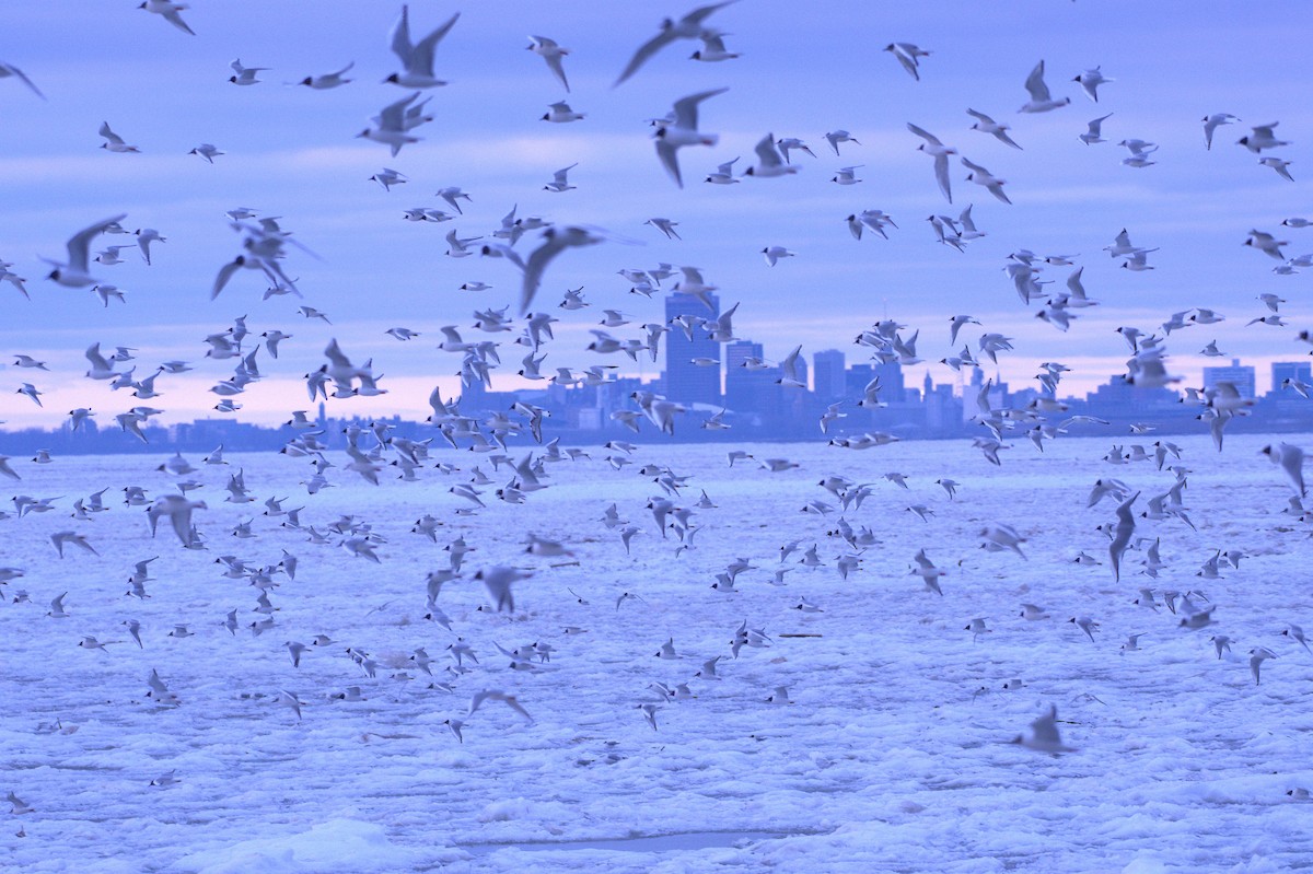 Bonaparte's Gull - josh Ketry