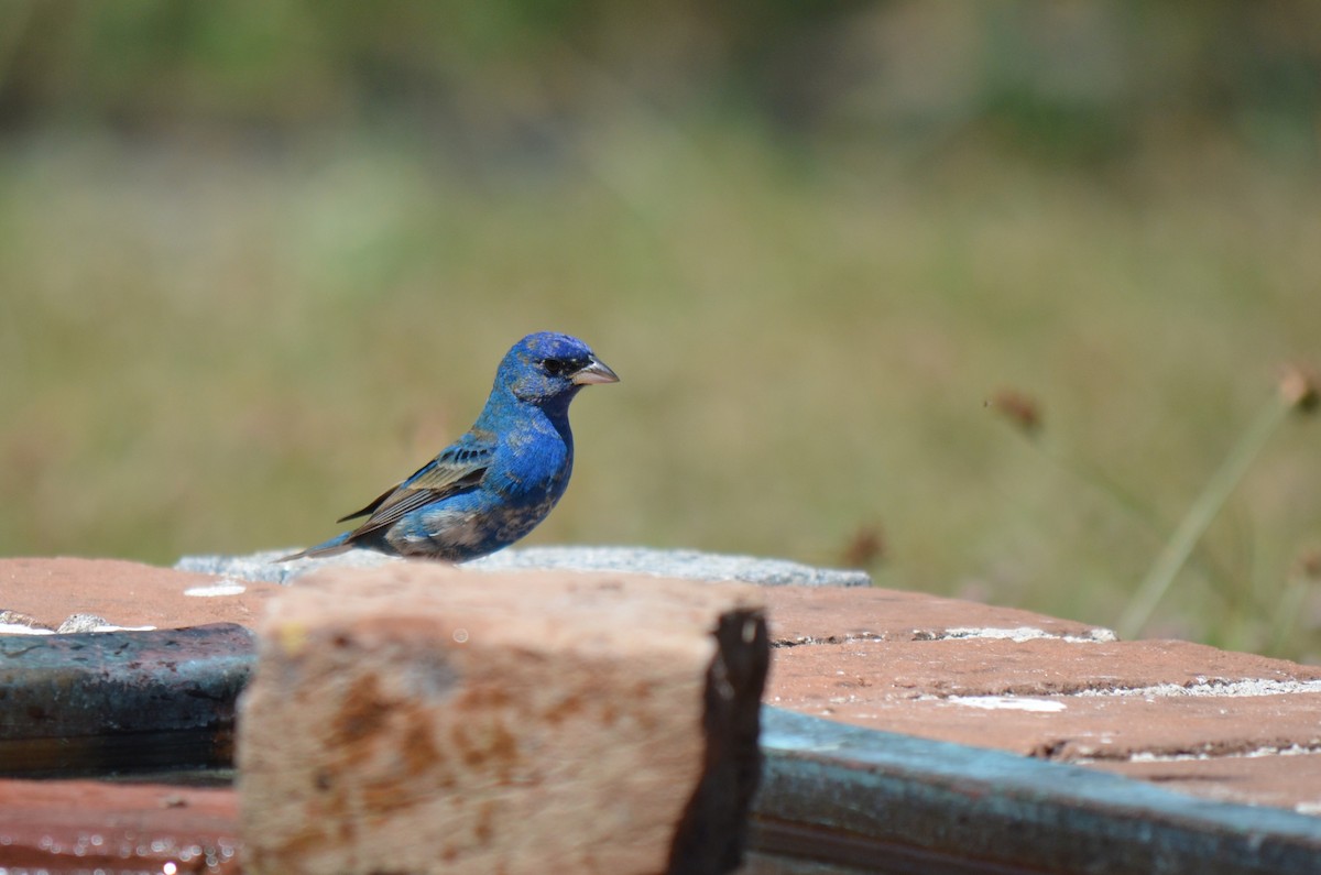 Indigo Bunting - ML633882429