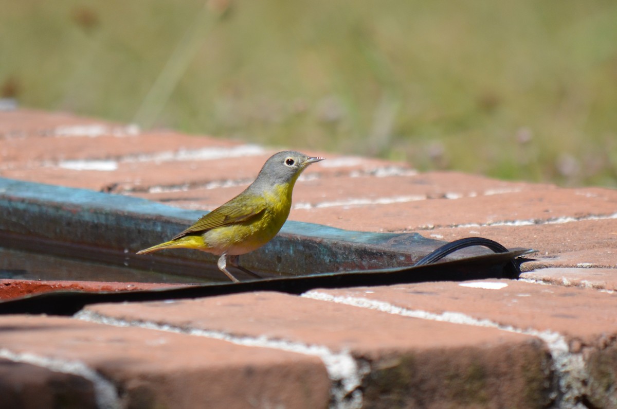 Nashville Warbler - ML633882448