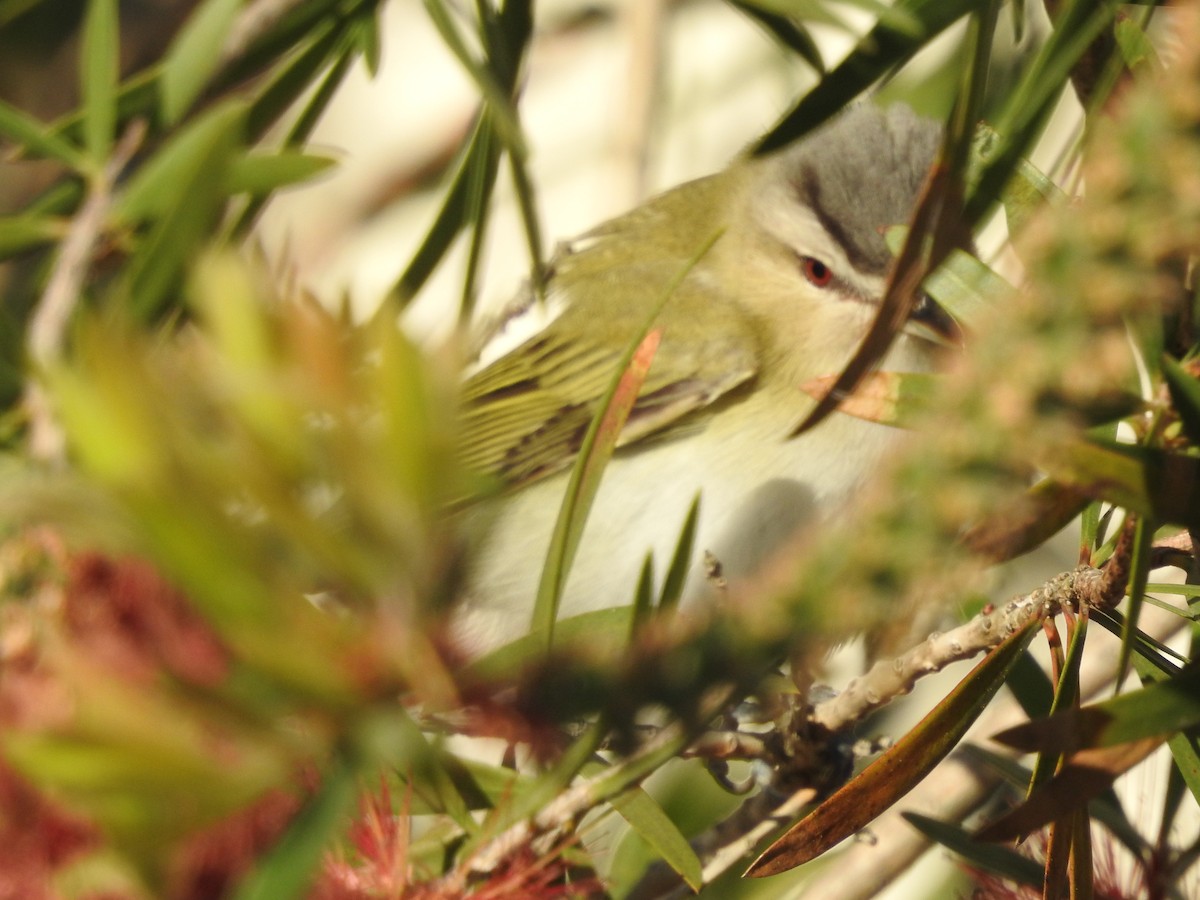 וידאו אדום-עין - ML633882453
