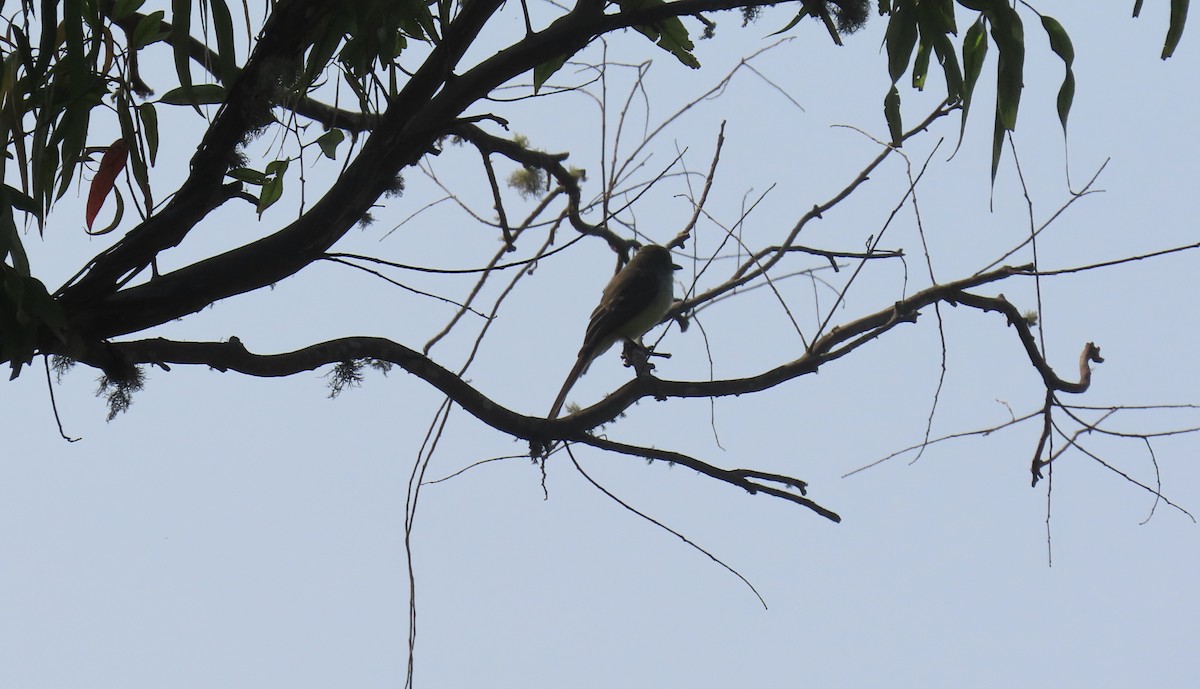 Venezuelan Flycatcher - ML633882479