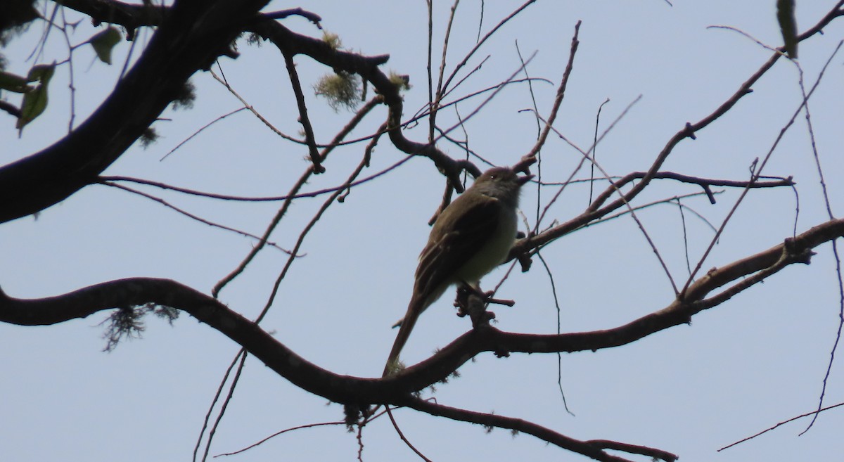 Venezuelan Flycatcher - ML633882481