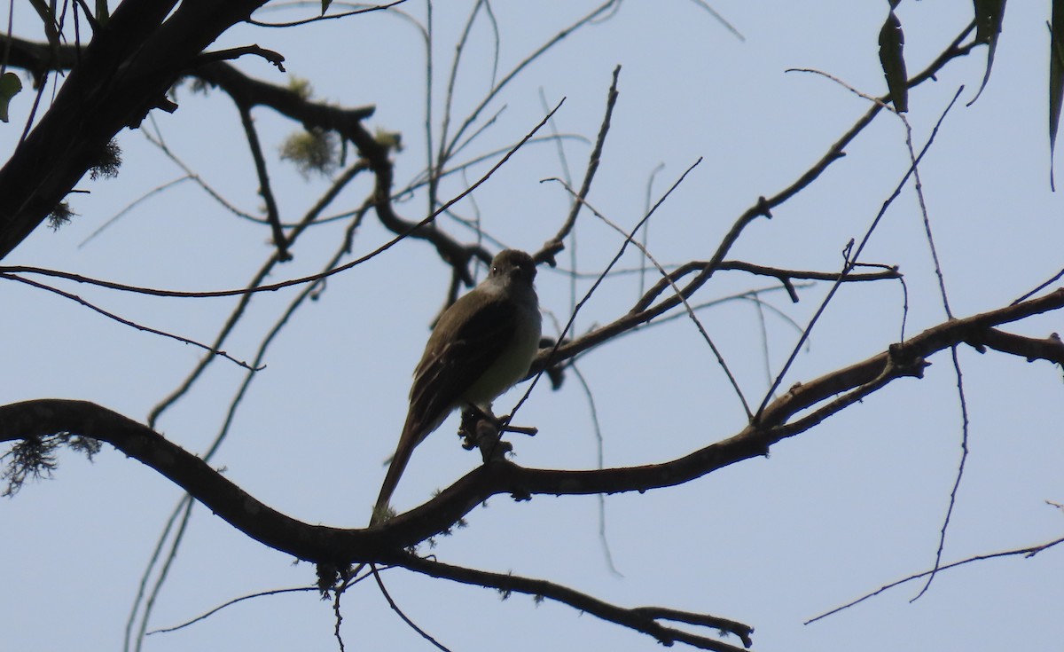 Venezuelan Flycatcher - ML633882482