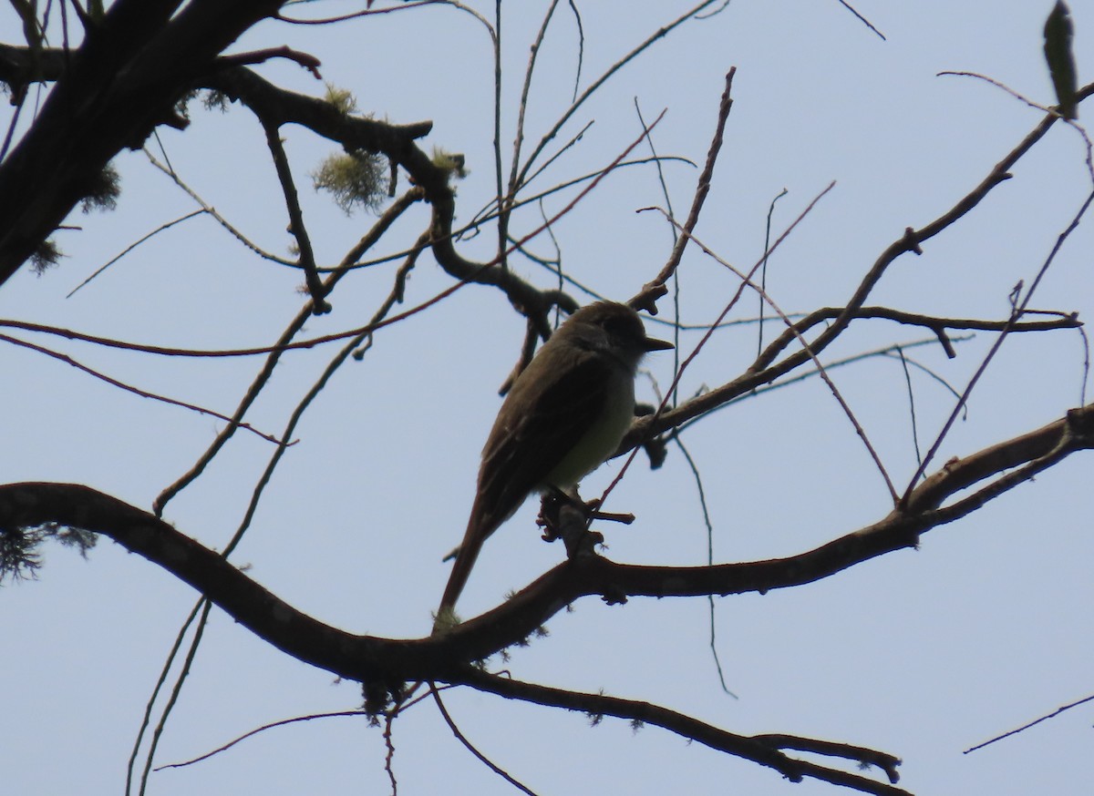 Venezuelan Flycatcher - ML633882483