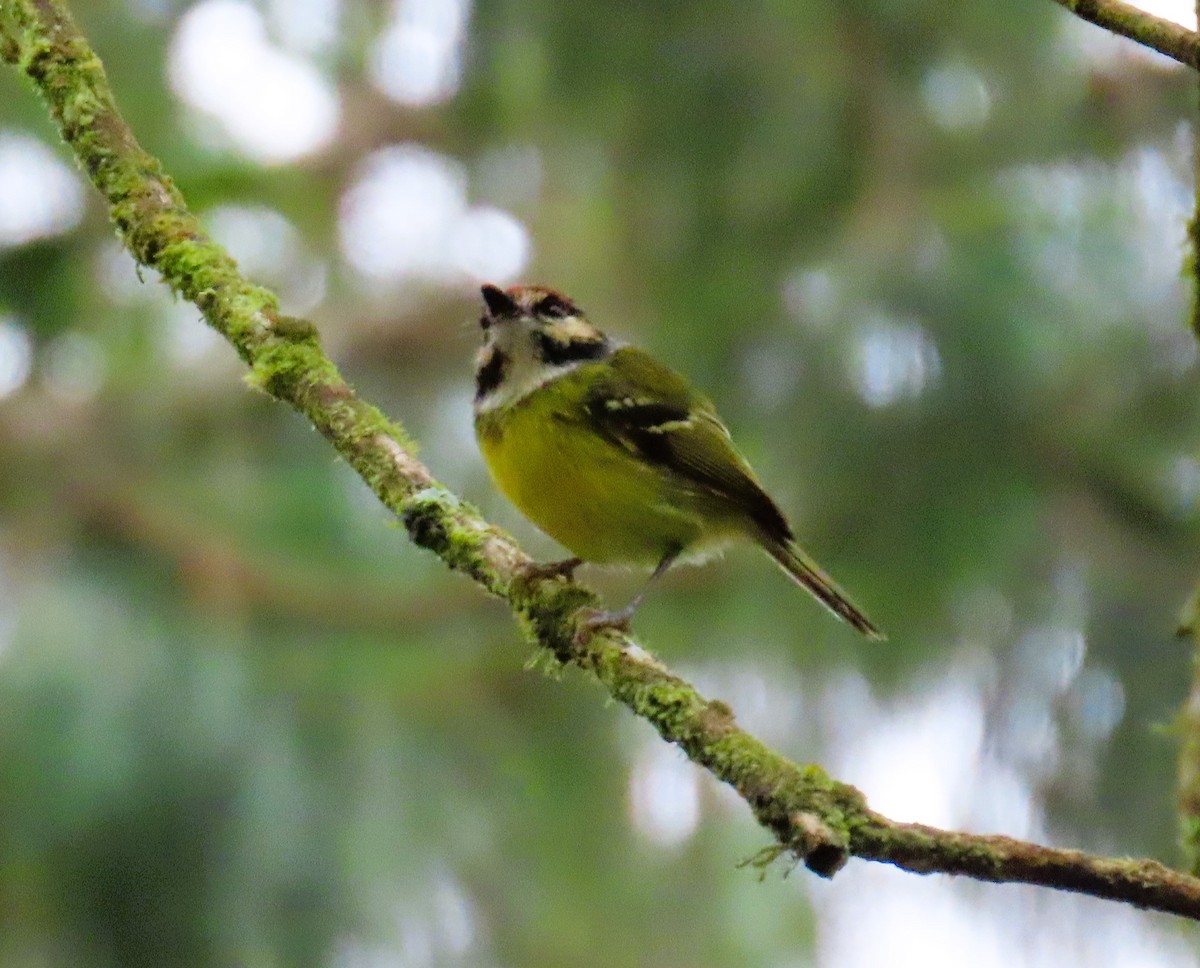 Rufous-crowned Tody-Flycatcher - ML633882498