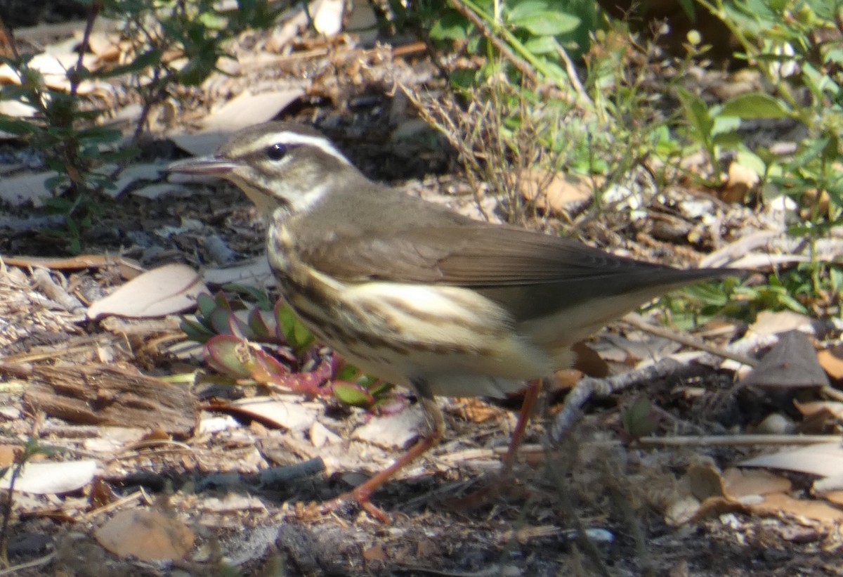 Louisiana Waterthrush - ML633882530