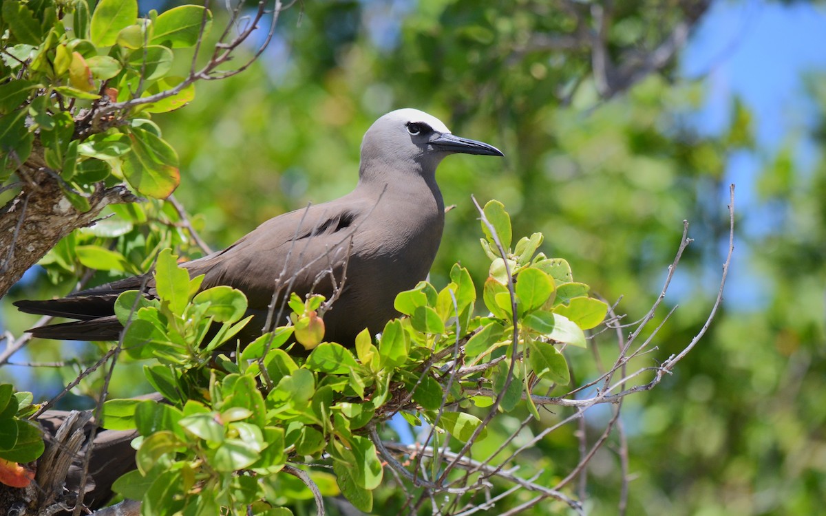 Brown Noddy - ML633882651