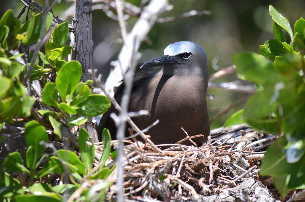 Brown Noddy - ML633882652