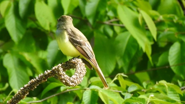Great Crested Flycatcher - ML633882690