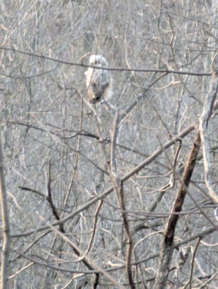 amerikahubro - ML633882802