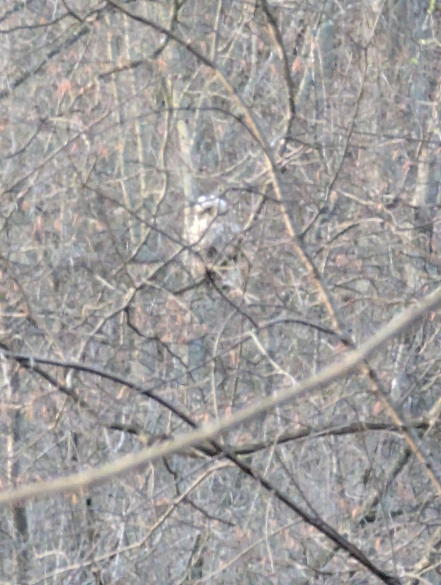 amerikahubro - ML633882803