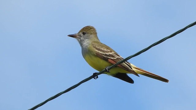 Great Crested Flycatcher - ML633882809