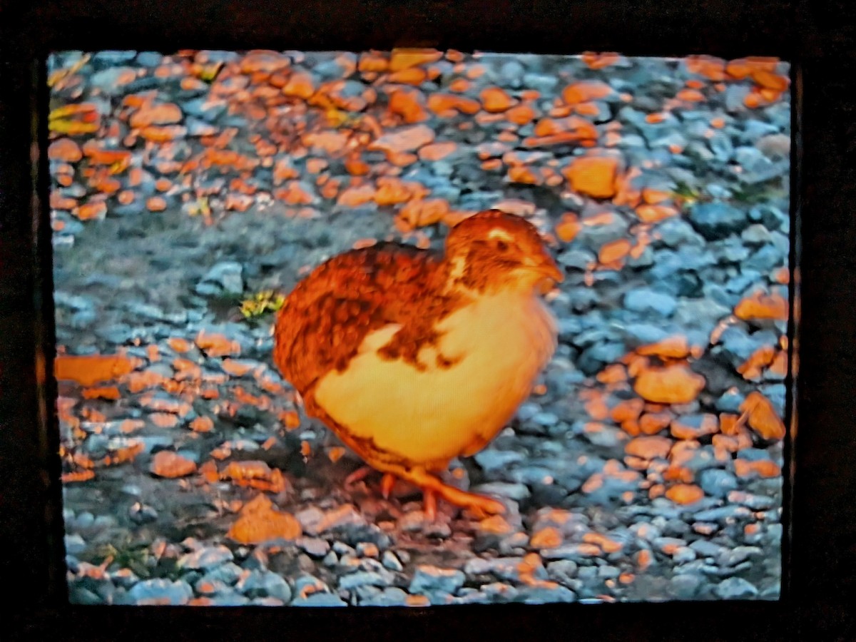 Common Quail - ML633882823