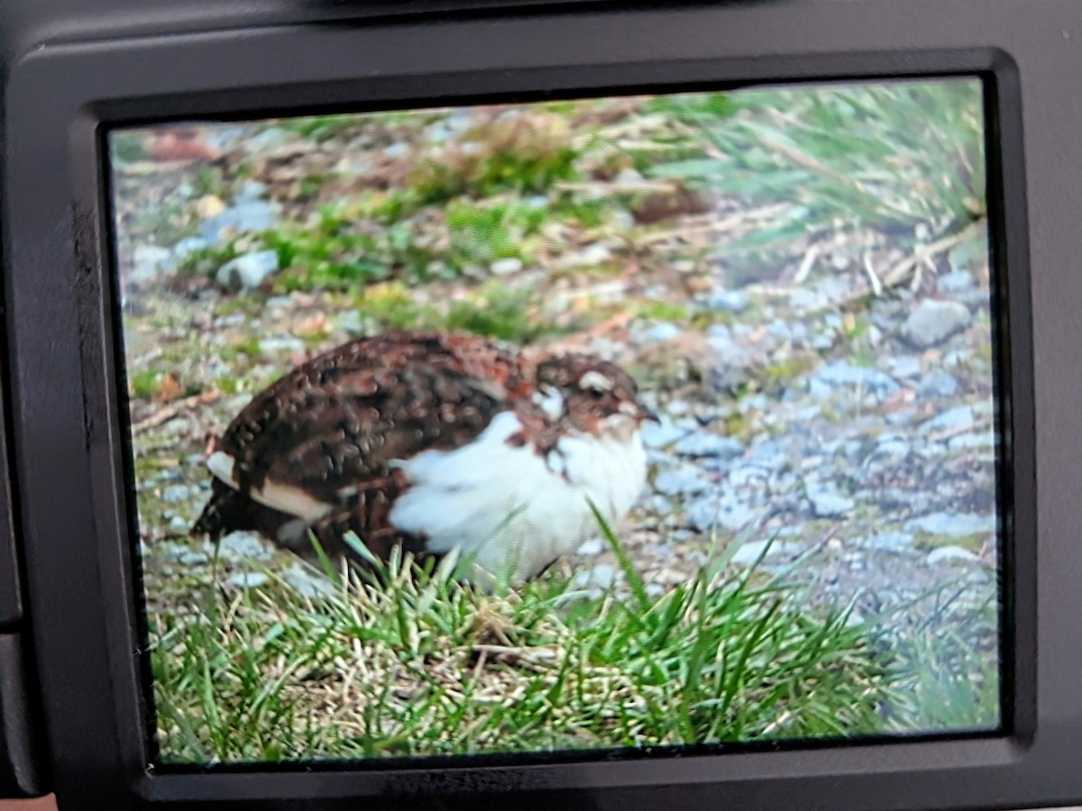 Common Quail - ML633882824
