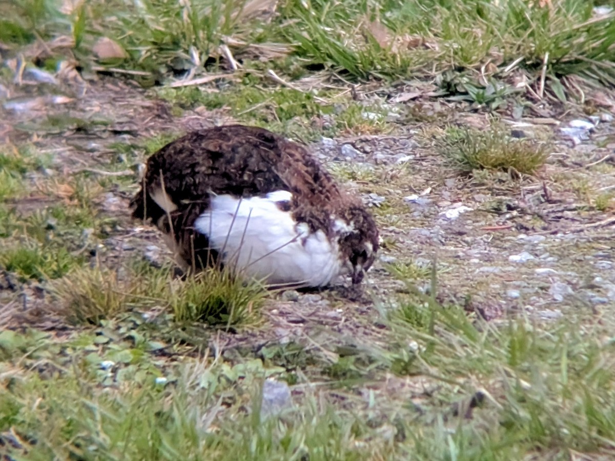 Common Quail - ML633882825