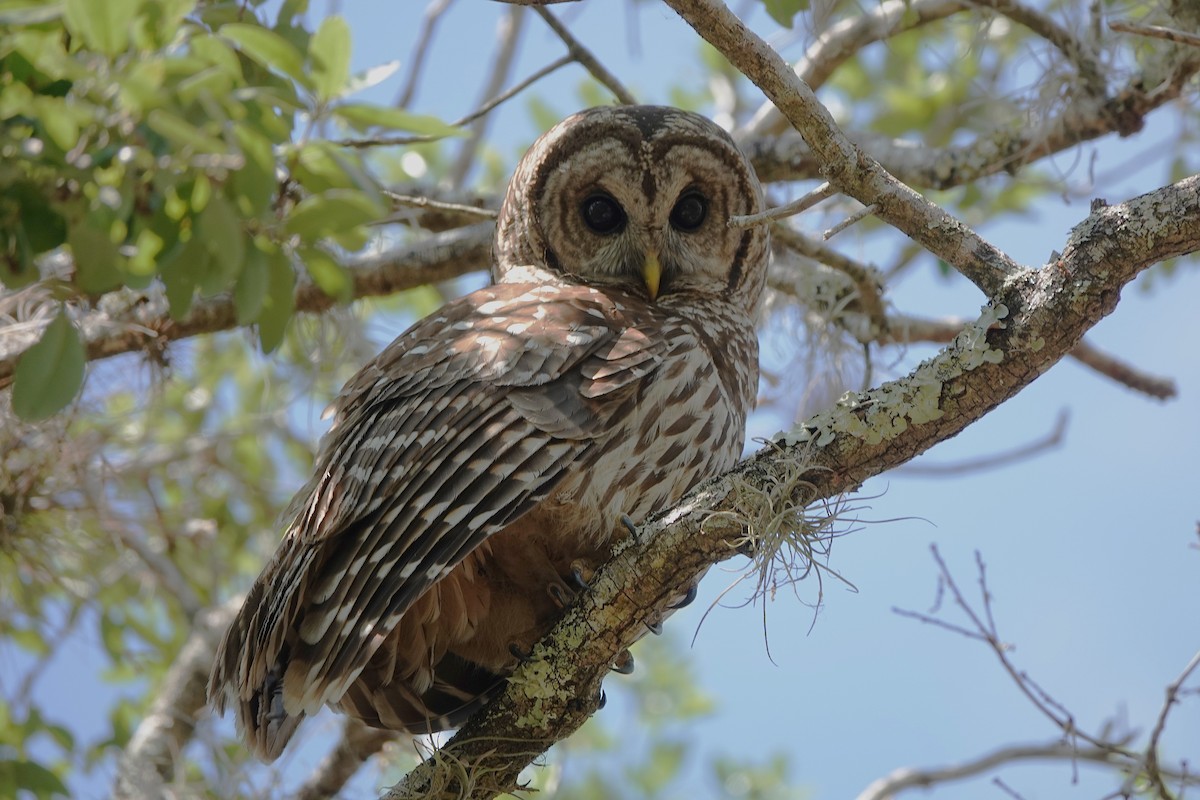 Barred Owl - ML633883022