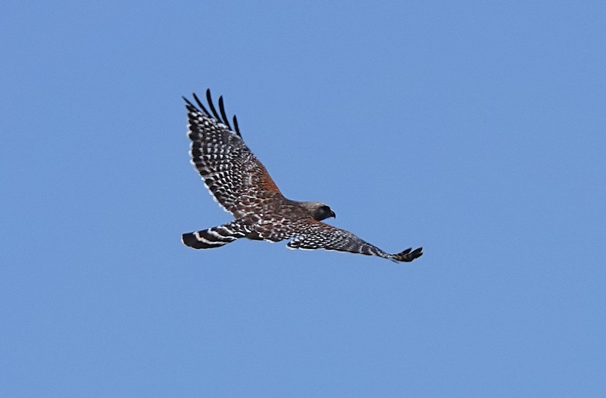 Red-shouldered Hawk - ML633883054